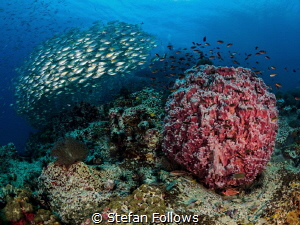 Boop boop!

Oxeye Scad - Selar boops

Sail Rock, Thai... by Stefan Follows 